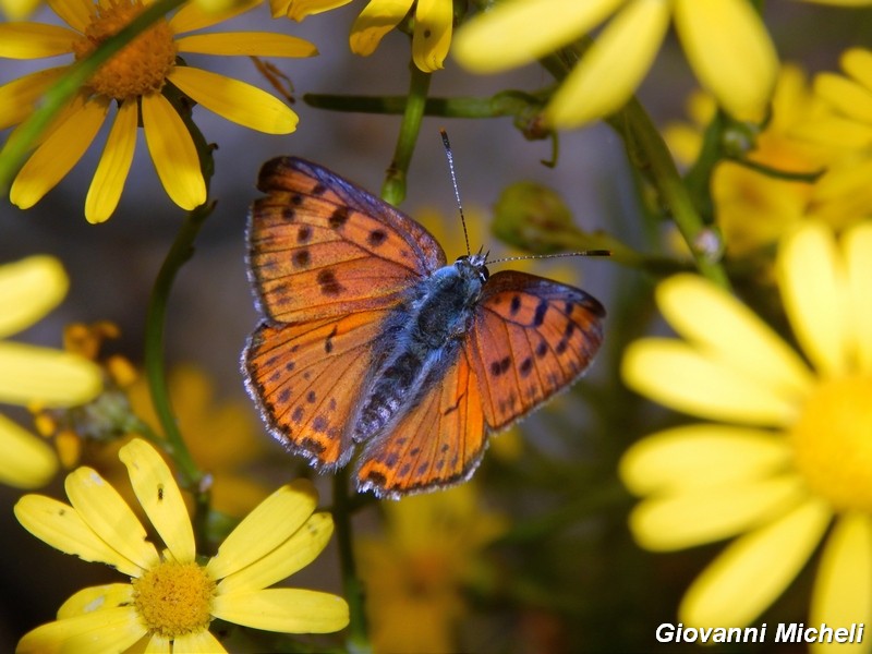 La vita in un fiore (Senecio inaequidens)